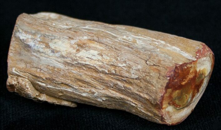 Polished Petrified Wood Limb - Madagascar #6854